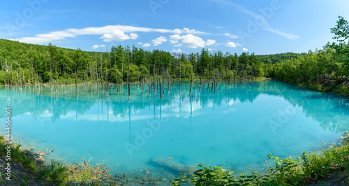 パノラマ撮影 夏のよく晴れた日の青い池 北海道美瑛町の観光イメージ