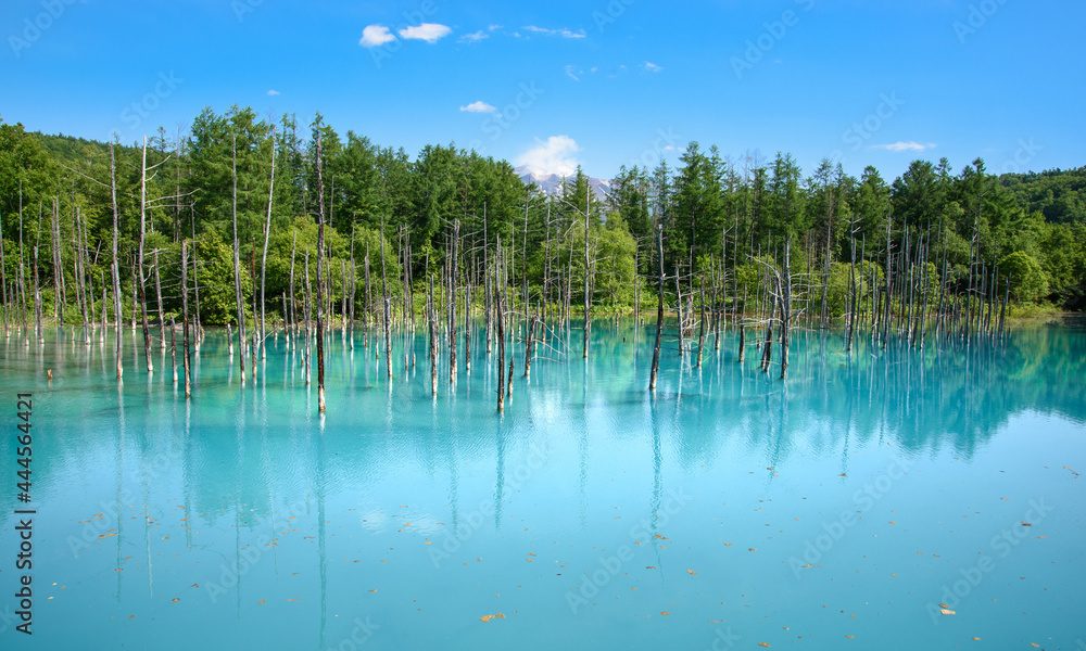 パノラマ撮影  夏のよく晴れた日の青い池  北海道美瑛町の観光イメージ