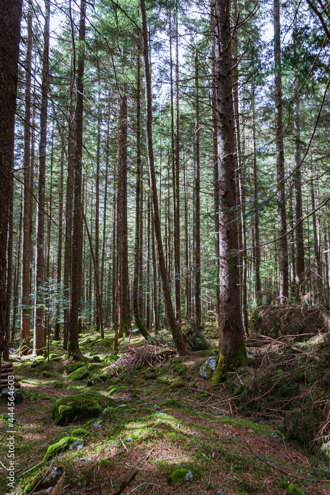 Fototapeta premium The woods and nature of Valtellina on a spring day in the Italian Alps, near the town of Novate Mezzola, Italy - May 2021