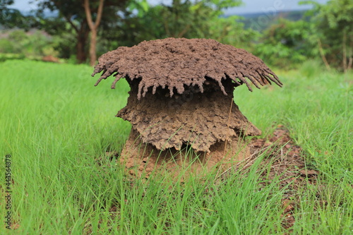 termite house in the forest