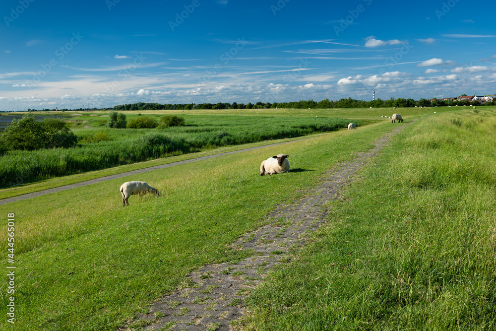 Glückstadt, Germany. The dike with sheep. Glückstadt, Germany. The dike with sheep.