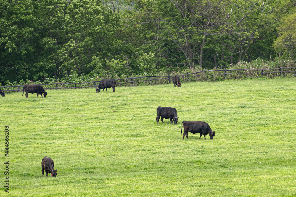 広大な牧場で放牧される黒毛和牛  北海道ニセコエリア