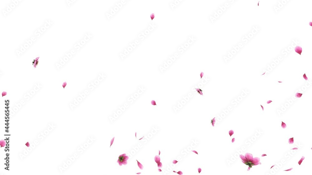 3D animation of a pink cherry sakura flower petals flow with alpha layer 3D animation of a pink cherry sakura flower petals flow with alpha layer