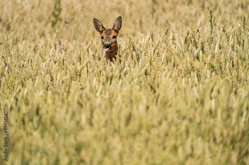 Wallpaper Mural Rehkopf im Getreidefeld Torontodigital.ca