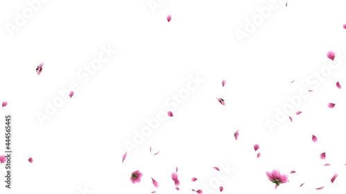 3D animation of a pink cherry sakura flower petals flow with alpha layer photo