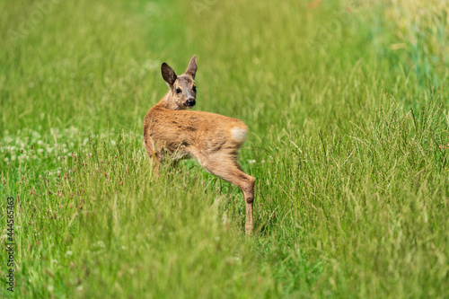 Rehkitz auf einer Wiese