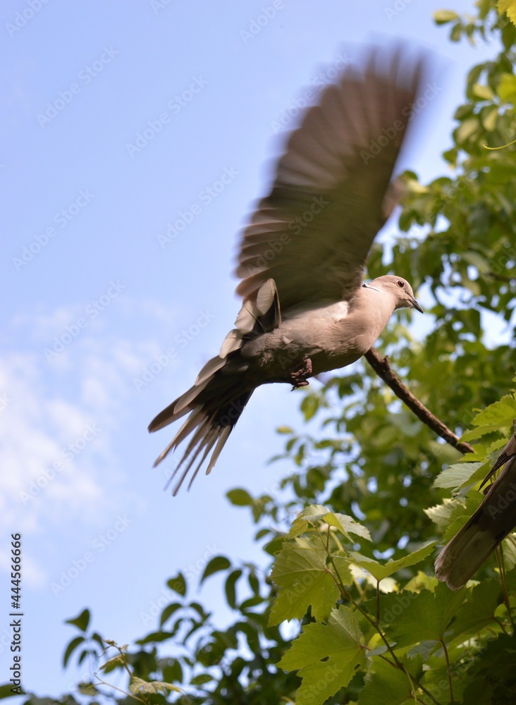 a gray dove with outstretched wings in flight