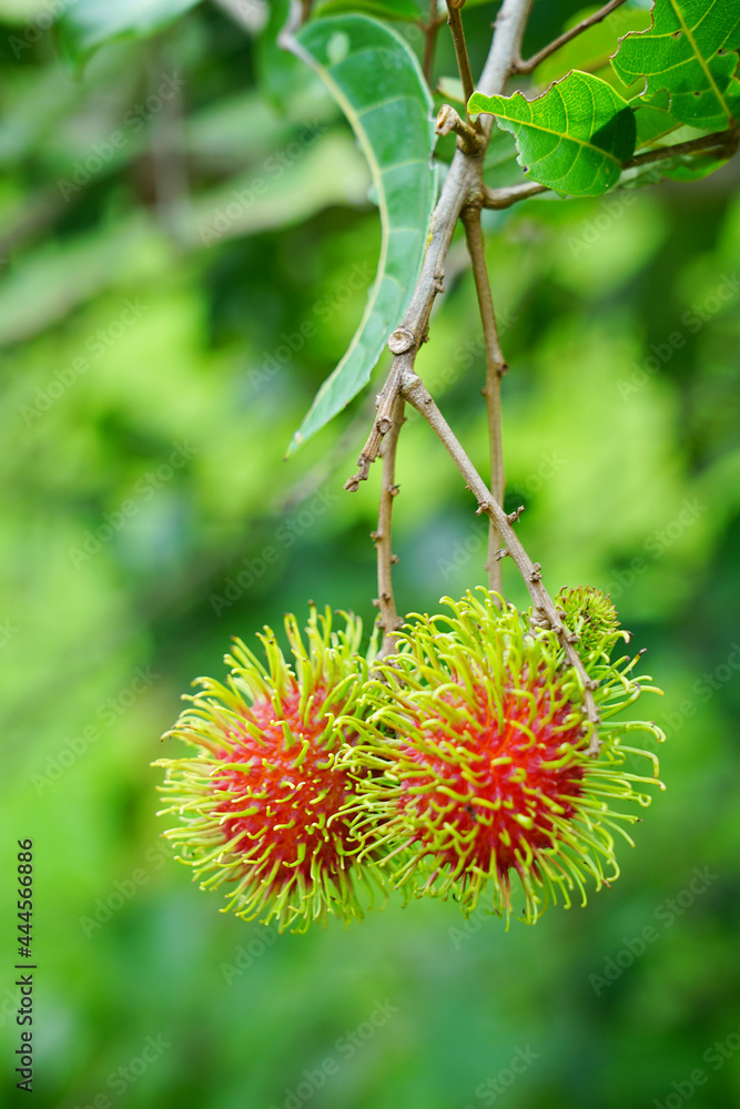 fresh rambutans on the tree fresh rambutans on the tree