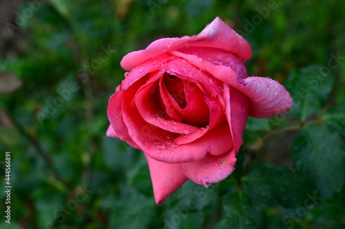 pink rose bud with raindrops