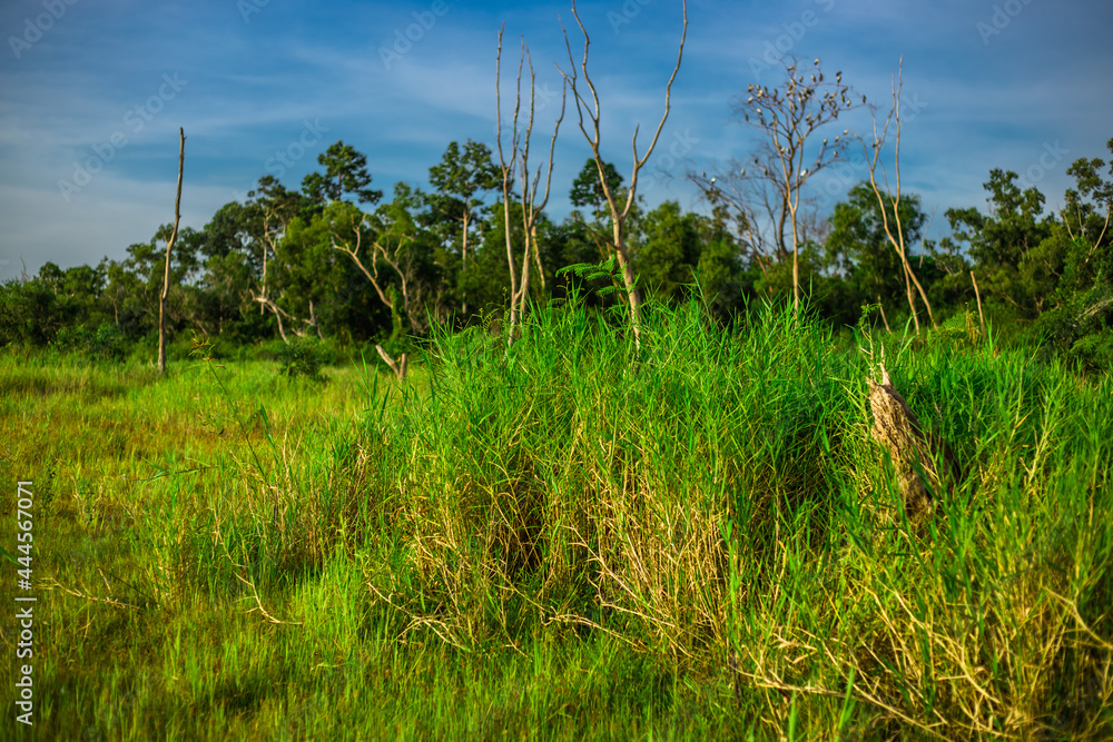 Fototapeta premium The background of Lanscape (fields, mountains, fog, trees) with intimate view. And fresh in the sight of the journey, light wallpaper of the sun in the morning.