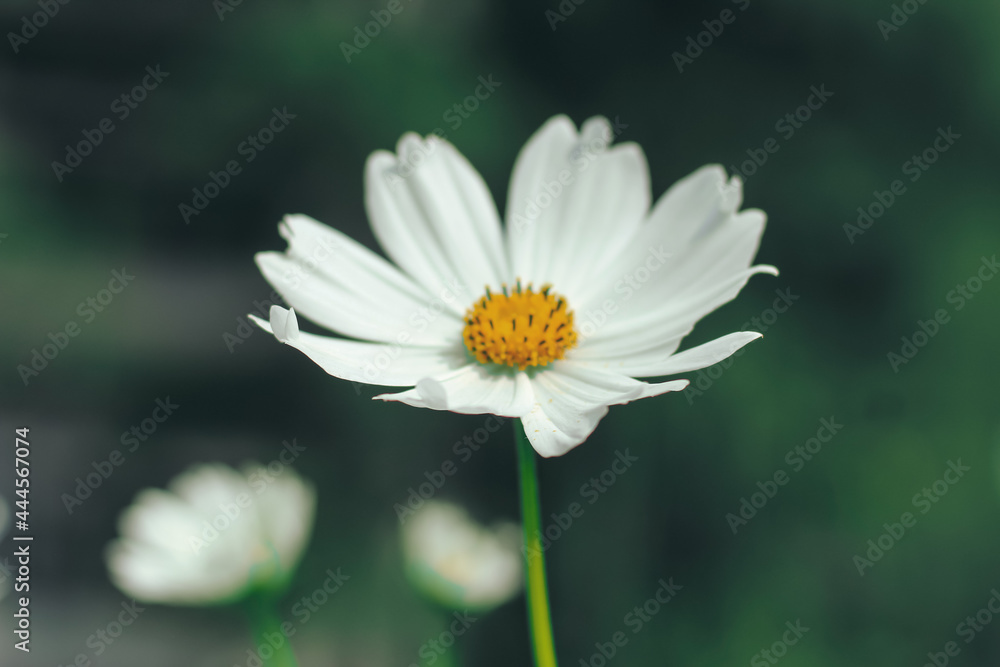 Close-up of cosmos flower (Cosmos Bipinnatus). Beautiful pink cosmos flower with green background. Close-up of cosmos flower (Cosmos Bipinnatus). Beautiful pink cosmos flower with green background.