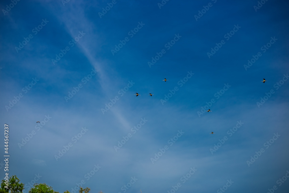 Fototapeta premium The blurred background of a flock of pigeons walking foraging under a big tree, is an animal that has a fast flight following movement patterns.
