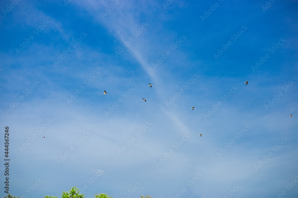 The blurred background of a flock of pigeons walking foraging under a big tree, is an animal that has a fast flight following movement patterns.