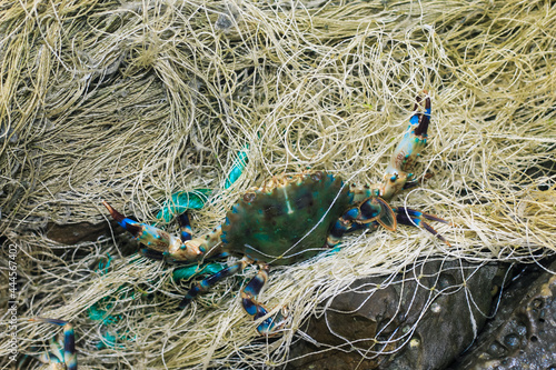 Illegal Fishing, Blue Swimmer Crab, Horse Crab Fishing in the net. Crabs caught in a parade that fishermen caught. A crab is caught by the net.