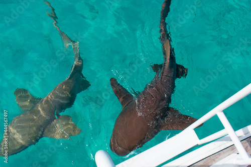 pair of nurse sharks