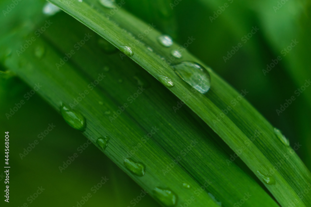 grass with rain drops macro. fresh green leaves. Morning dew, after the rain, the sun shines on the leaves. grass with rain drops macro. fresh green leaves. Morning dew, after the rain, the sun shines on the leaves.