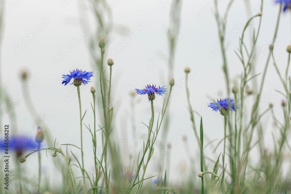 Knapweed field background. Amazing blue cornflower
