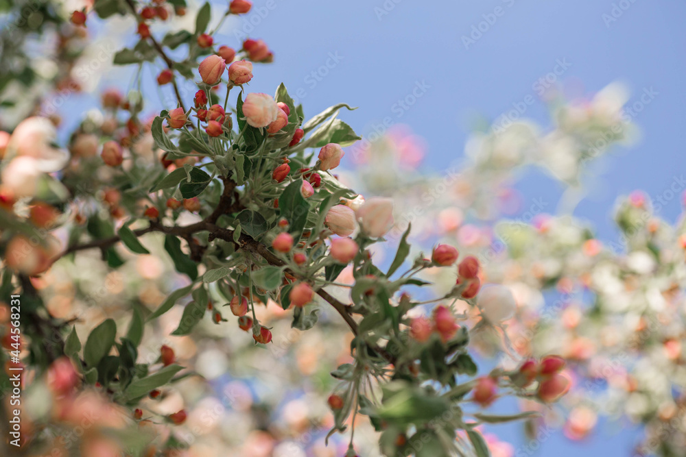 Nature spring picture. Beautiful macro photography of cherry tree buds and pink flowers on blue sky background close up macro. Awesome nature floral spring wallpaper.