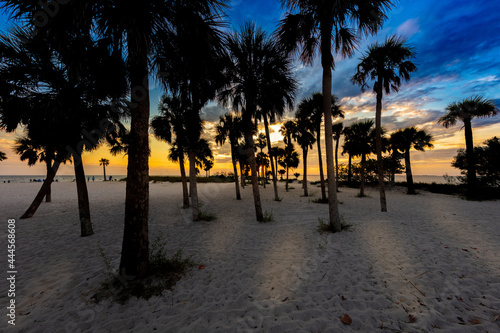 palms at howard park photo