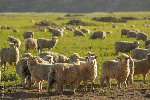 NZ - Gregge di pecore photo