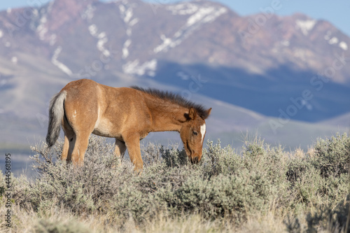 Wild Horse Foal in the Utah Desert