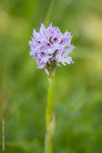 Fototapeta Naklejka Na Ścianę i Meble -  Three-toothed Orchid - Neotinea tridentata, beautiful colored flowering plant from European meadows and woodlands, Czech Republic.