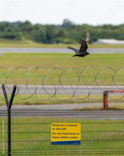 Crow flying near an active runway and over a sign saying 