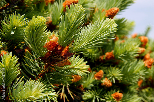 Fir branches. New fir branches
Balsam Fir tree tips.