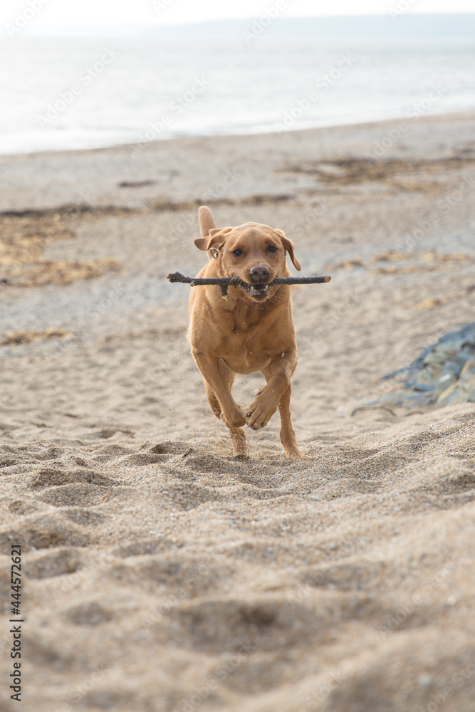 Labrador retriver dog running and fetching a stick on a beach Labrador retriver dog running and fetching a stick on a beach