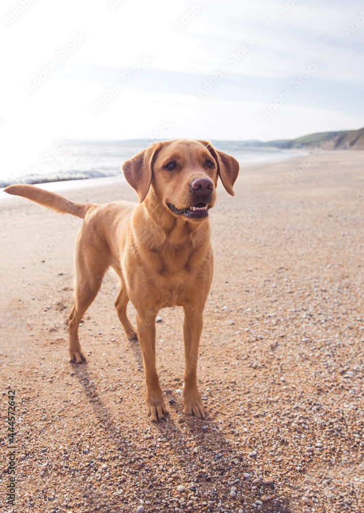 Fox Red Labrador retriver dog on a beach Fox Red Labrador retriver dog on a beach