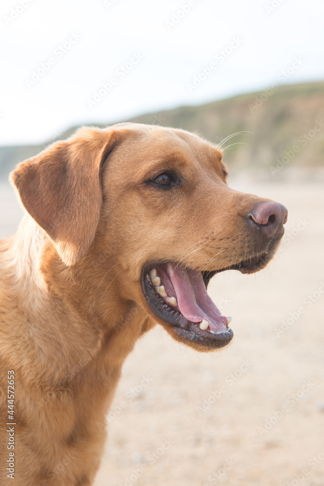 Fox Red labrador retirver dog profile with mouth open Fox Red labrador retirver dog profile with mouth open