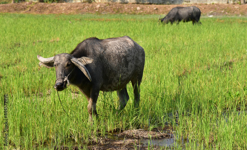 Thai buffalo