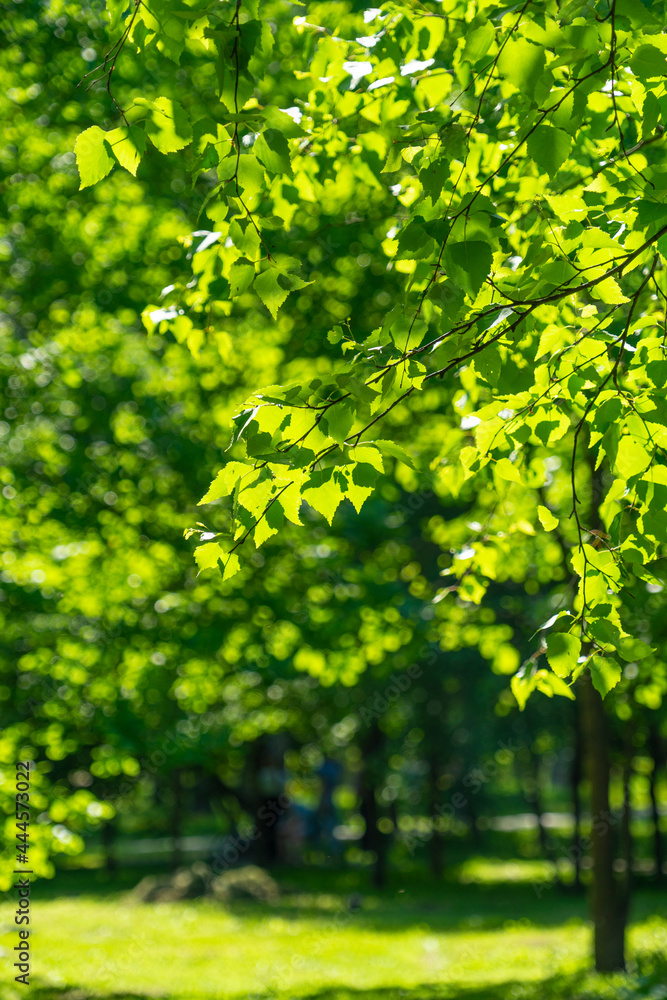 Green tree branches in the bright summer sun. Green tree branches in the bright summer sun.
