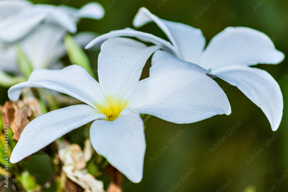 Fototapeta premium Oquídea, Orchid