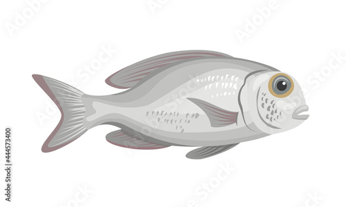 Sea bream fish on white background, seafood.