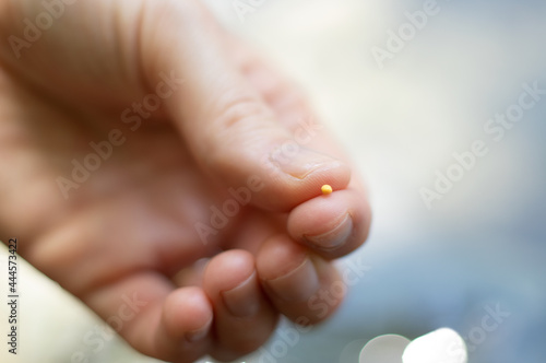 Fotografia Close up of Christian woman holding the mustard seed in fingers