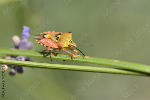 Carpocoris Fuscispinus Nord photo