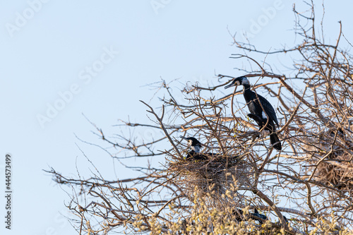 Two Great Black Cormorant (Phalacrocorax carbo) in a tree. One is sitting on a nest, the other is perched on a branch