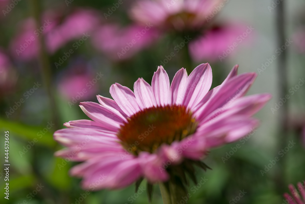 close up of pink echinacea flower
