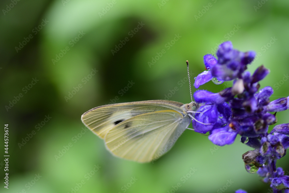 花の蜜を吸うモンシロチョウ（埼玉県/7月）