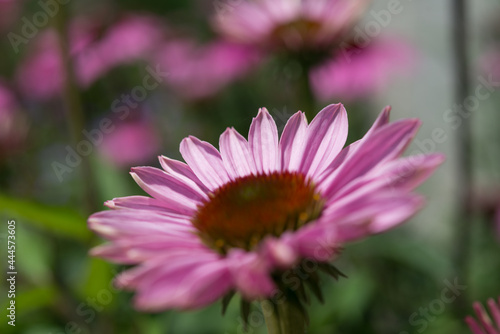 close up of pink echinacea flower