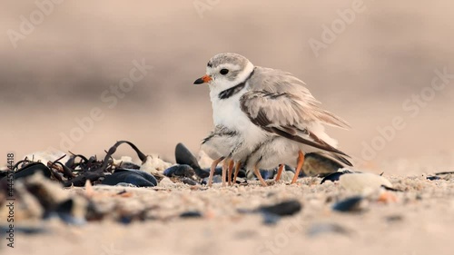 Piping Plover and Chicks on the Beach Video Clip 