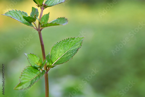 A branch of green mint grows in the garden.