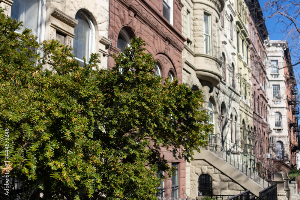 Fototapeta premium Green Bush along a Row of Beautiful and Colorful Old Brownstone Homes on the Upper West Side of New York City