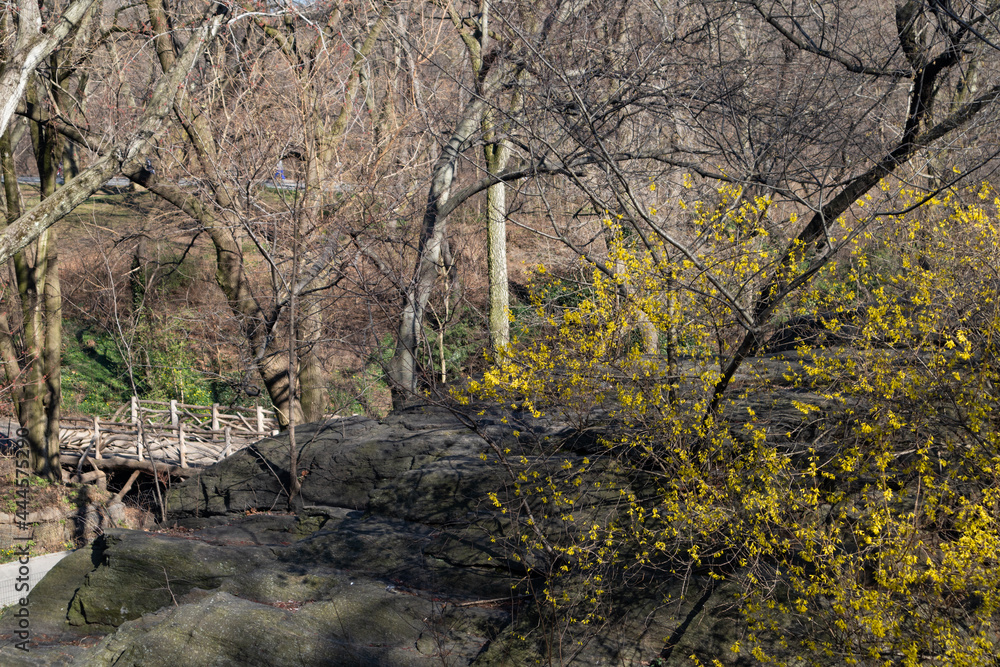 Central Park in New York City during the Spring with Blooming Forsythia Flowers and a Bridge in the Background