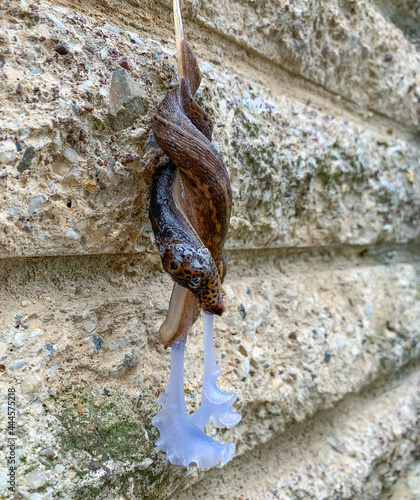 Zwei Tigerschnegel haben sich umwunden. Die Schnecken sind bei der Paarung. photo