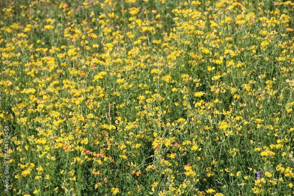 Fototapeta premium Summer In Bloom, Pylypow Wetlands, Edmonton, Alberta