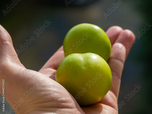 big green plums freshly picked from the branch I hold in my hand