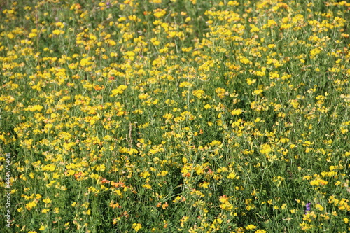 Summer In Bloom, Pylypow Wetlands, Edmonton, Alberta