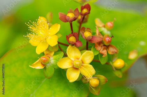 Hypericum androsaemum or Tutsan  Shrubby St. John s Wort   or sweet-amber flowers in summer garden